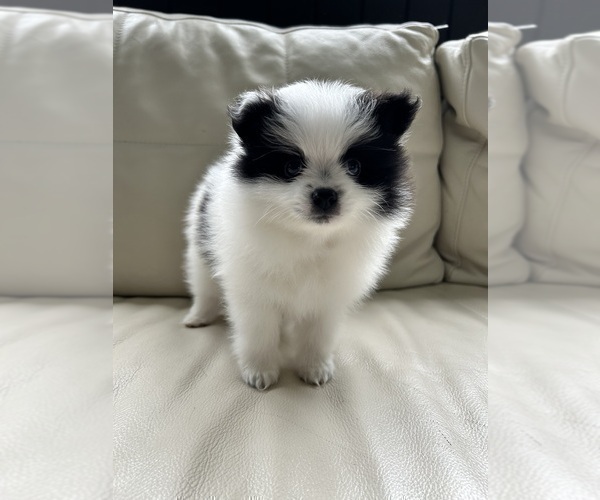Medium Photo #7 Pomeranian Puppy For Sale in DES MOINES, WA, USA