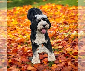 Father of the Golden Mountain Doodle puppies born on 12/16/2025