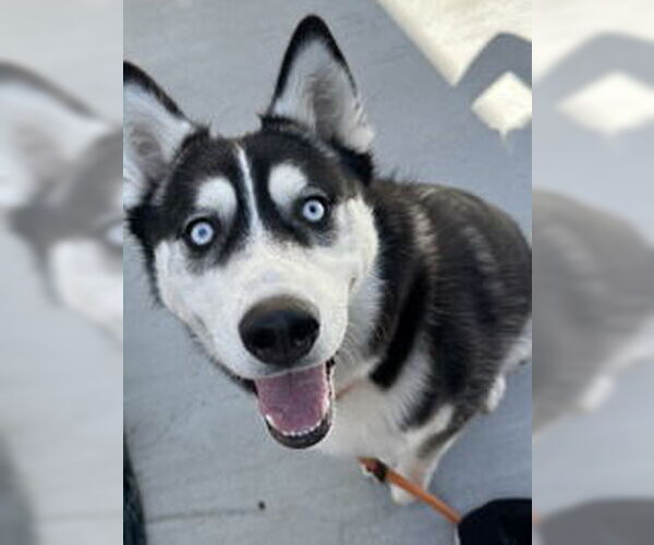 Medium Photo #1 Siberian Husky Puppy For Sale in Salinas, CA, USA