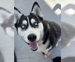 Small Siberian Husky