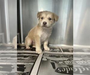 Mutt Dogs for adoption in San Antonio, TX, USA