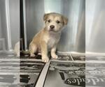Small Mutt