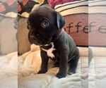 Small Boxer Mix