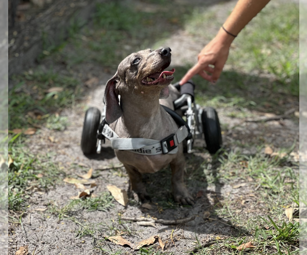 Medium Photo #7 Dachshund Puppy For Sale in Weston, FL, USA