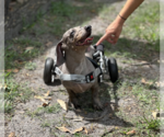Small #6 Dachshund