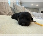Litter of 8 - Male(s) and Female(s) German Shepherd DogLitter of Puppies for Sale - Photo #8