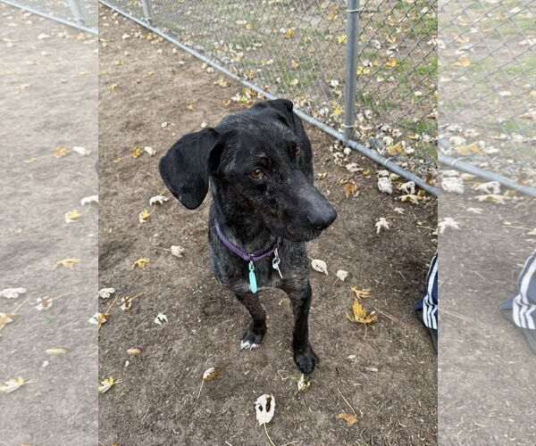 Medium Photo #10 Catahoula Leopard Dog-Labrador Retriever Mix Puppy For Sale in Oakhurst, NJ, USA