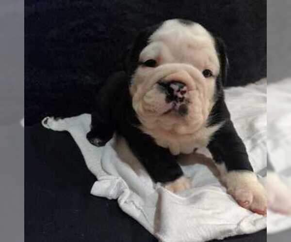 Medium Photo #3 Bulldog Puppy For Sale in EAST HAVEN, CT, USA