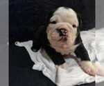Small Photo #3 Bulldog Puppy For Sale in EAST HAVEN, CT, USA