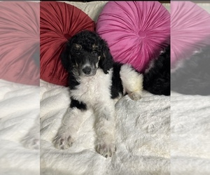 Poodle (Standard) Puppy for sale in MUSKOGEE, OK, USA