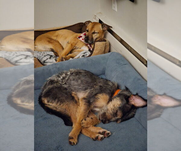 Medium Photo #14 Border Terrier-Unknown Mix Puppy For Sale in Oak Bluffs, MA, USA