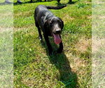 Small Labrador Retriever Mix