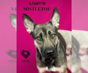 German Shepherd Dog Dogs for adoption in Stockton, CA, USA