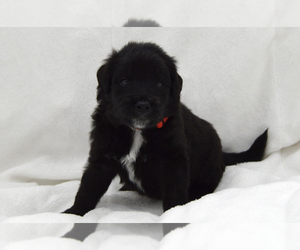 Bordoodle Puppy for sale in OLATHE, KS, USA