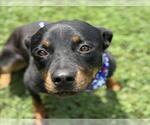 Small Rottweiler