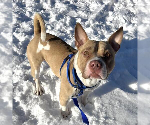 Medium Photo #1 Mutt Puppy For Sale in Boston, MA, USA