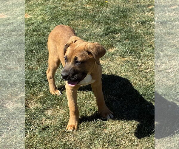 Medium Photo #3 Mutt Puppy For Sale in Hesperia, CA, USA