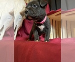 Small Photo #18 Cane Corso Puppy For Sale in LAKE EUFAULA, OK, USA