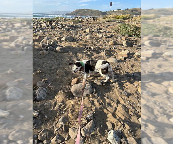 Medium Photo #7 Chihuahua-Unknown Mix Puppy For Sale in San Jose, CA, USA
