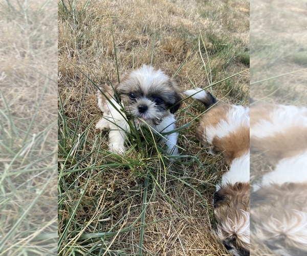 Medium Photo #40 Shih Tzu Puppy For Sale in VENETA, OR, USA