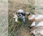 Small Photo #40 Shih Tzu Puppy For Sale in VENETA, OR, USA