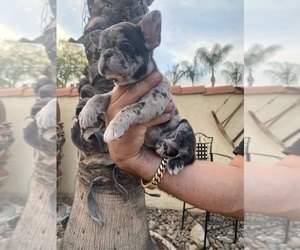 French Bulldog Puppy for sale in MORENO VALLEY, CA, USA