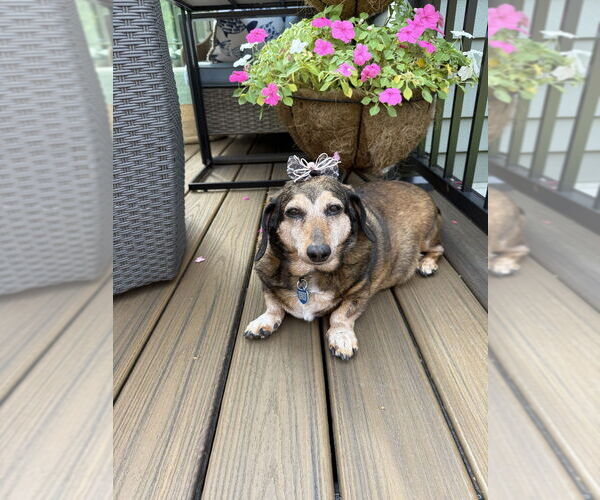 Medium Photo #7 Dachshund-Unknown Mix Puppy For Sale in Springdale, PA, USA