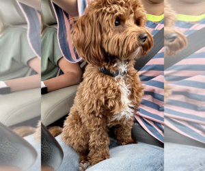 Father of the Goldendoodle (Miniature) puppies born on 12/05/2025