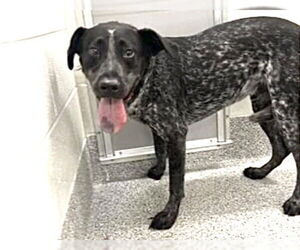 Mutt Dogs for adoption in Houston, TX, USA