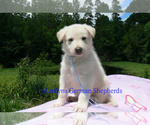 Small #1 German Shepherd Dog