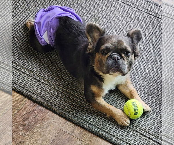 Medium Photo #3 French Bulldog Puppy For Sale in Sioux Falls, SD, USA