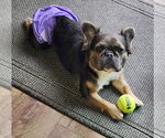 Small #2 French Bulldog