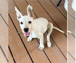 Small #4 Dogo Argentino Mix