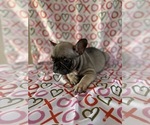 Small Photo #9 French Bulldog Puppy For Sale in HESPERIA, CA, USA