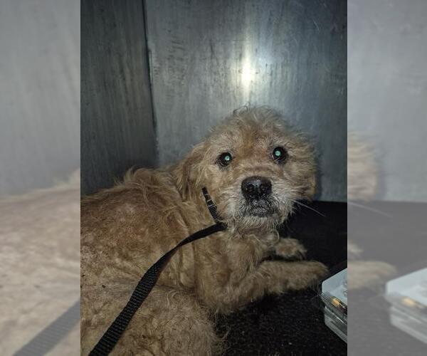 Medium Photo #1 Poodle (Miniature)-Unknown Mix Puppy For Sale in San Antonio, TX, USA