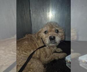 Poodle (Miniature)-Unknown Mix Dogs for adoption in San Antonio, TX, USA