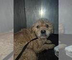Small Poodle (Miniature) Mix