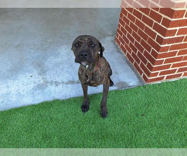 Medium Photo #2 American Staffordshire Terrier-Unknown Mix Puppy For Sale in Grand Prairie, TX, USA
