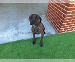Small #1 American Staffordshire Terrier Mix