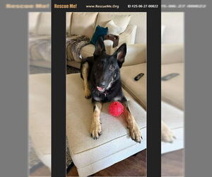 German Shepherd Dog Dogs for adoption in Benton, PA, USA