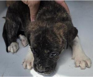 Mutt Dogs for adoption in Houston, TX, USA