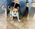 Small Chiweenie