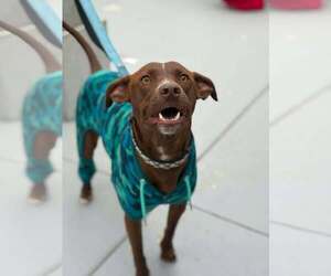 Chocolate Labrador retriever-Unknown Mix Dogs for adoption in Visalia, CA, USA