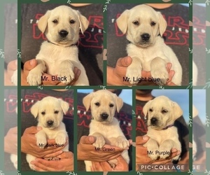 Labrador Retriever Puppy for sale in GERBER, CA, USA