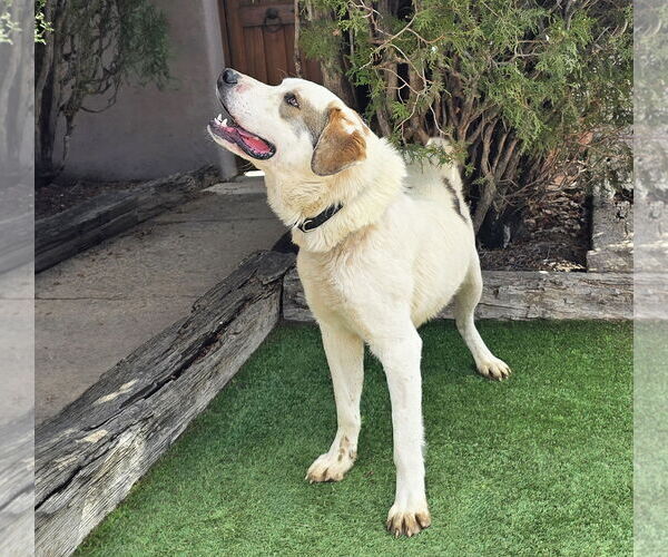 Medium Photo #2 Saint Pyrenees Puppy For Sale in Albuquerque, NM, USA
