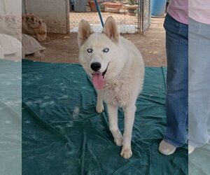 Medium Siberian Husky Mix