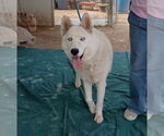 Small Siberian Husky Mix