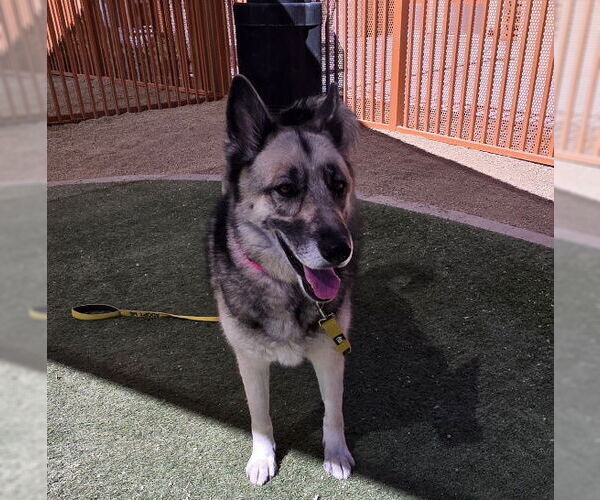 Medium Photo #1 German Shepherd Dog-Siberian Husky Mix Puppy For Sale in Las Vegas, NV, USA