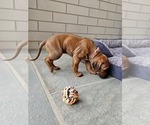 Small #5 Rhodesian Ridgeback