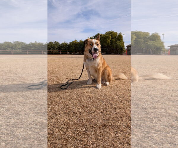 Medium Photo #8 American Staffordshire Terrier-Siberian Husky Mix Puppy For Sale in Phoenix, AZ, USA